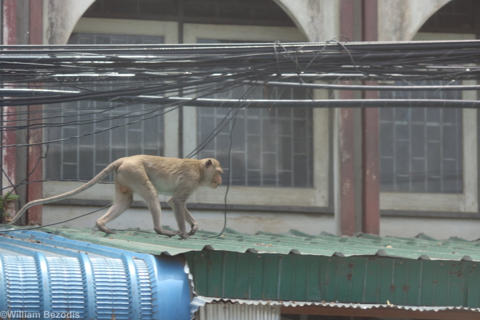 Urban Long-tailed Macaque