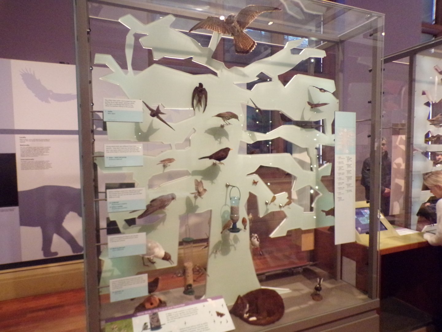 Urban species display (taken at Kelvingrove museum) 12.2.24