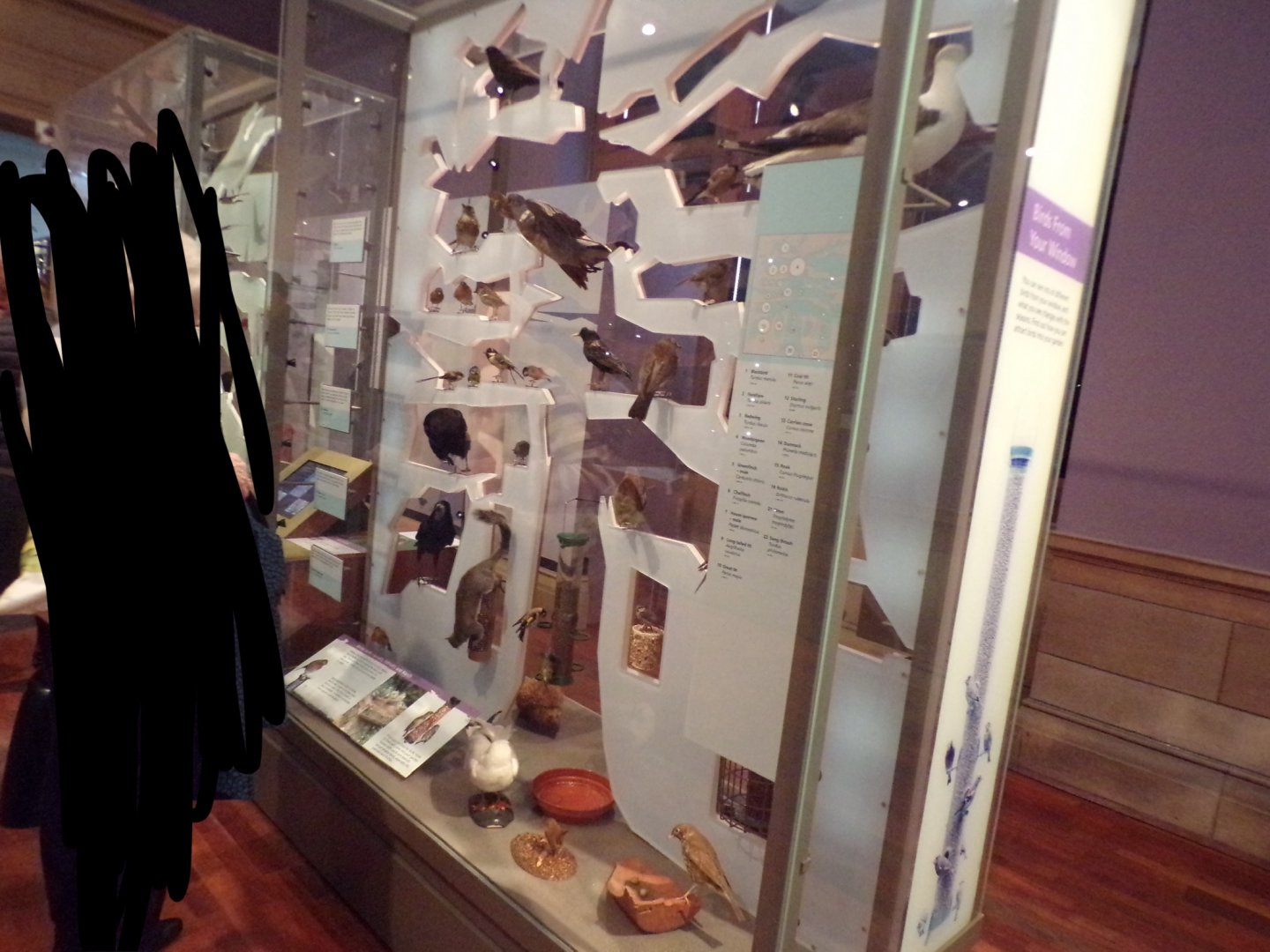 Urban species display (taken at Kelvingrove museum) 12.2.24