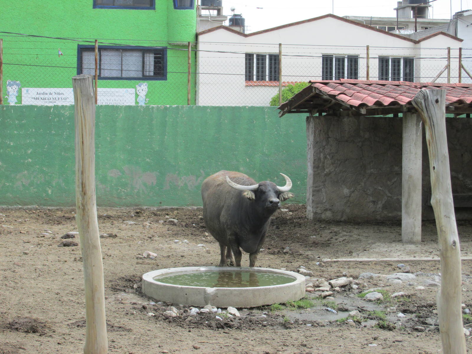 urban water buffalo neza zoo