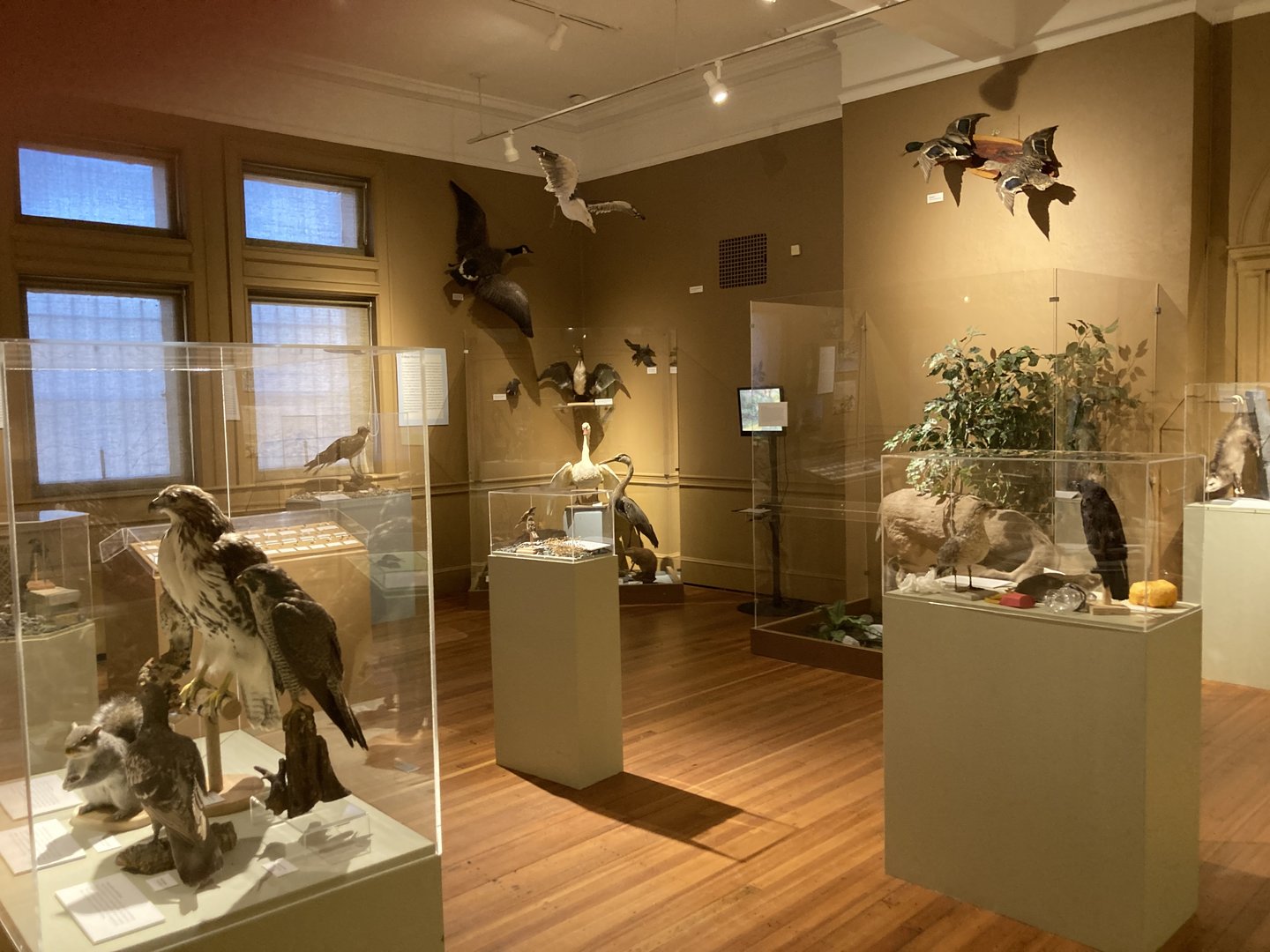 Urban Wildlife: Nature at your Doorstep