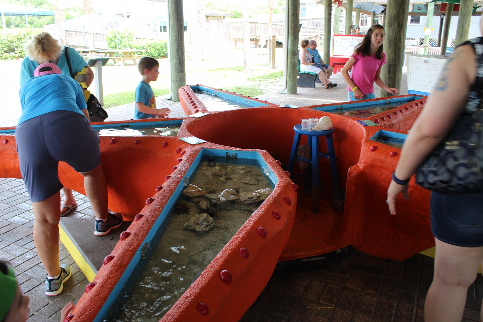 Urchin and Horseshoe Crab Touch Tank