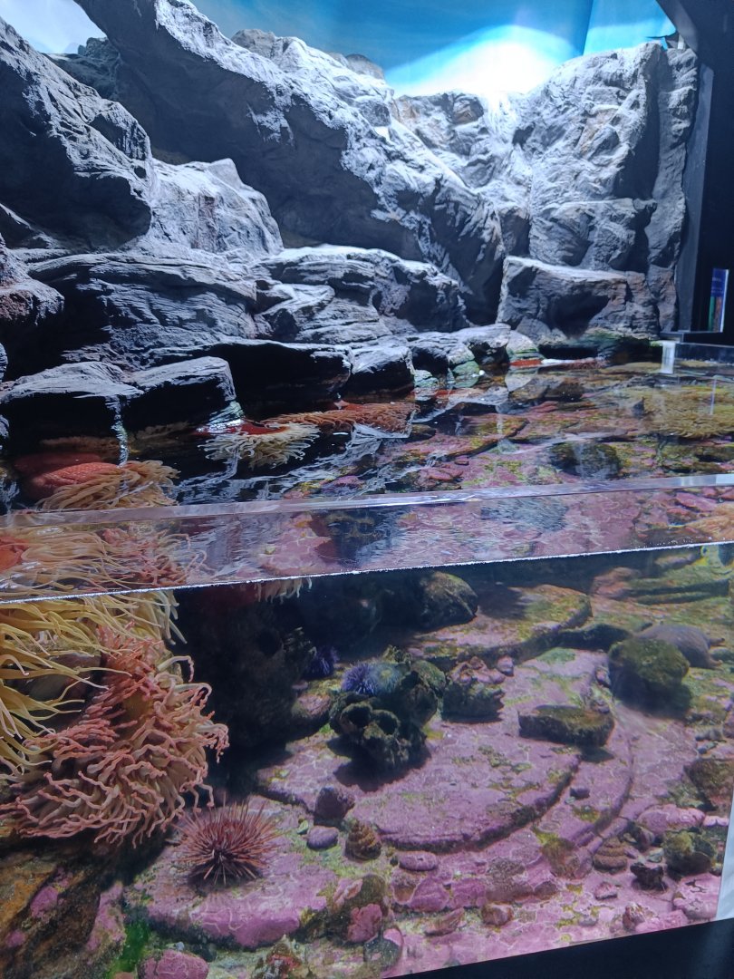 Urchin, anemone and starfish pool - Polar Pavilion (22/08/24)