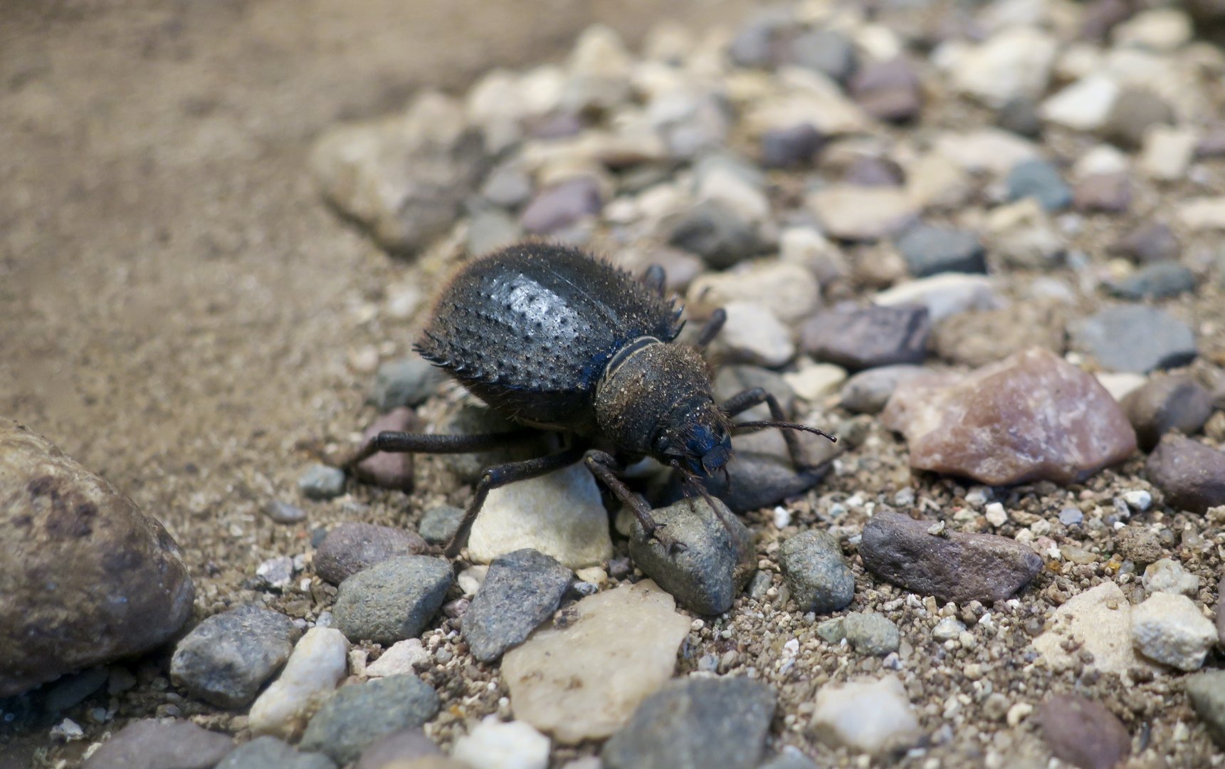 Urchin Beetle (Prionotheca coronata)