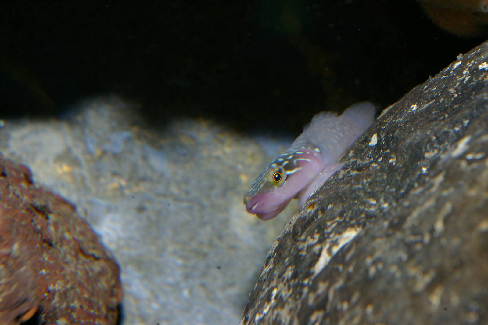 urchin clingfish (Dellichthys morelandi)