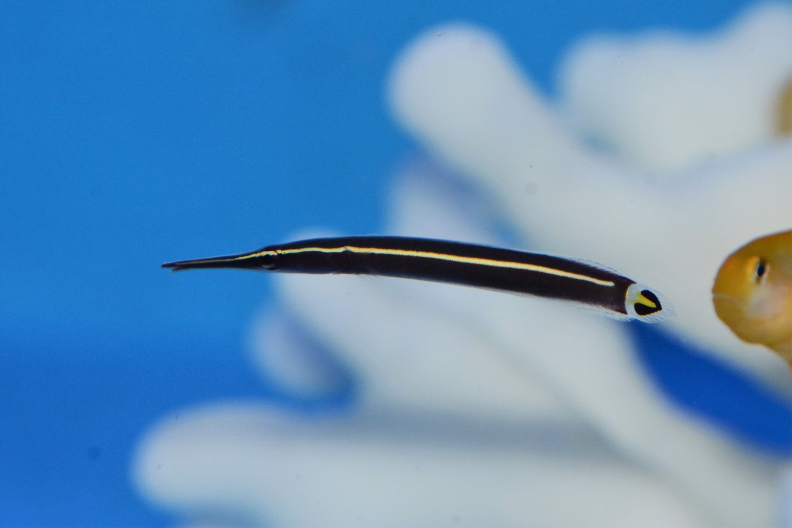 Urchin clingfish (Diademichthys lineatus)
