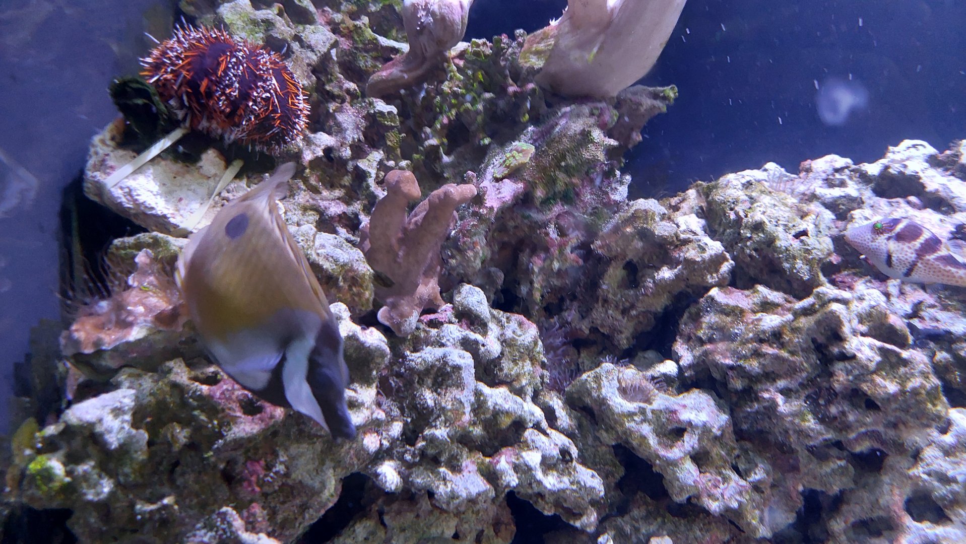 Urchin ID and Blotched Foxface