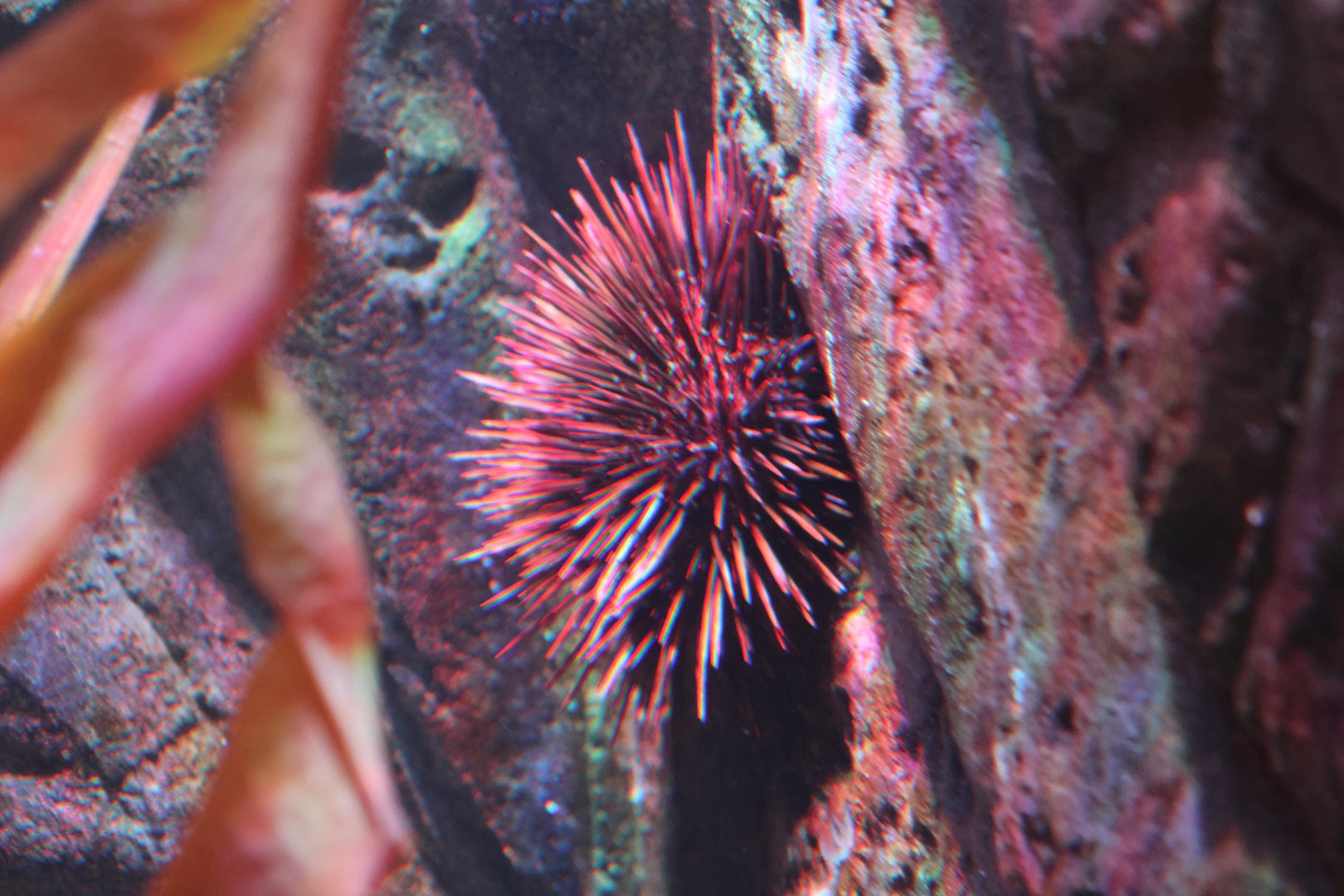 Urchin ID? - SEA LIFE Sydney