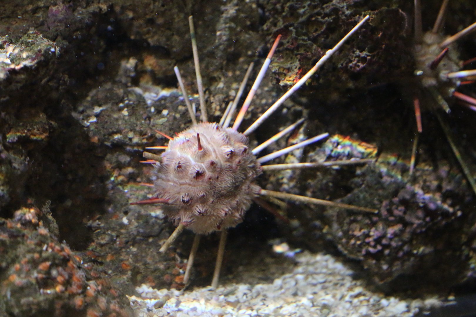 Urchin ID