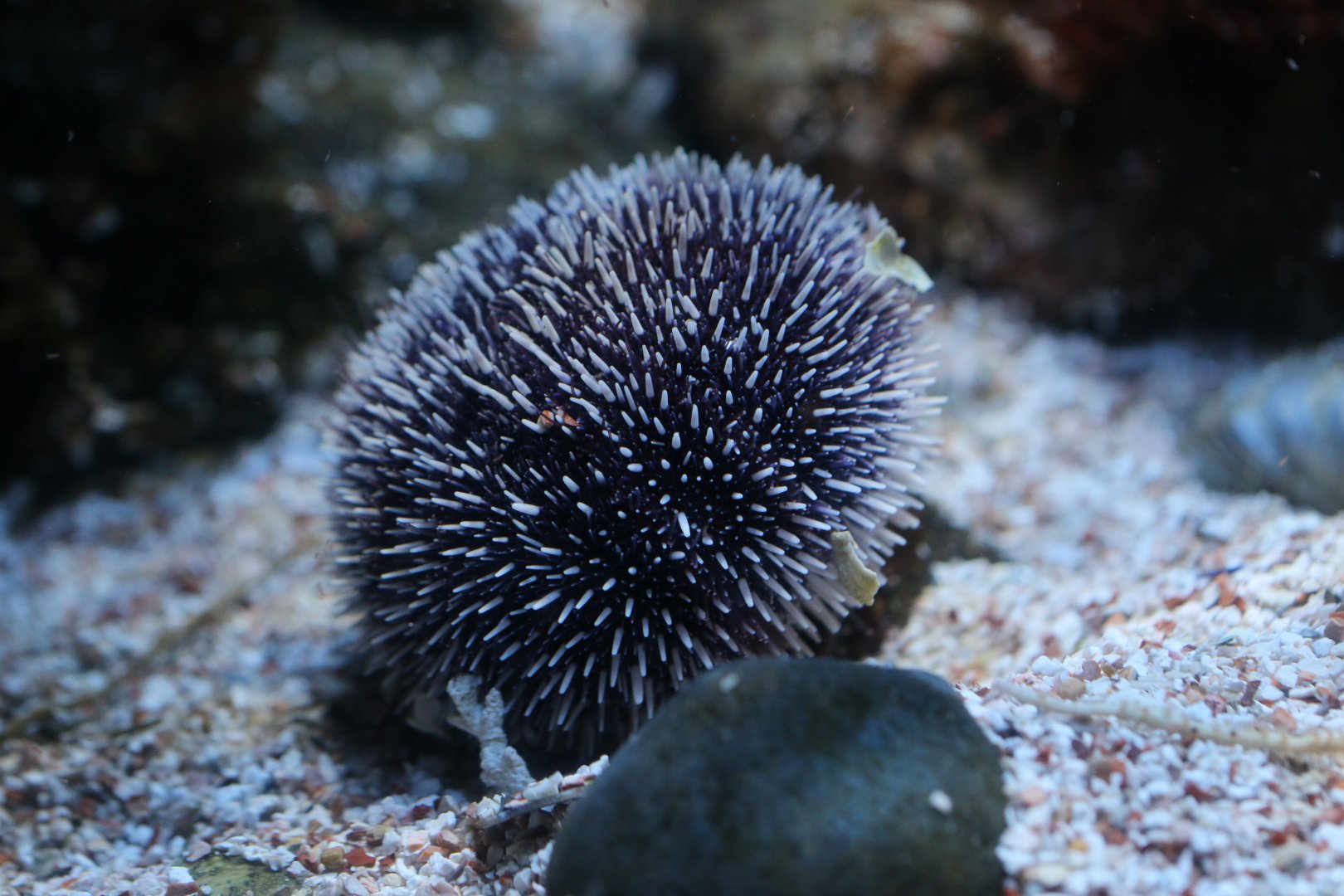 Urchin ID