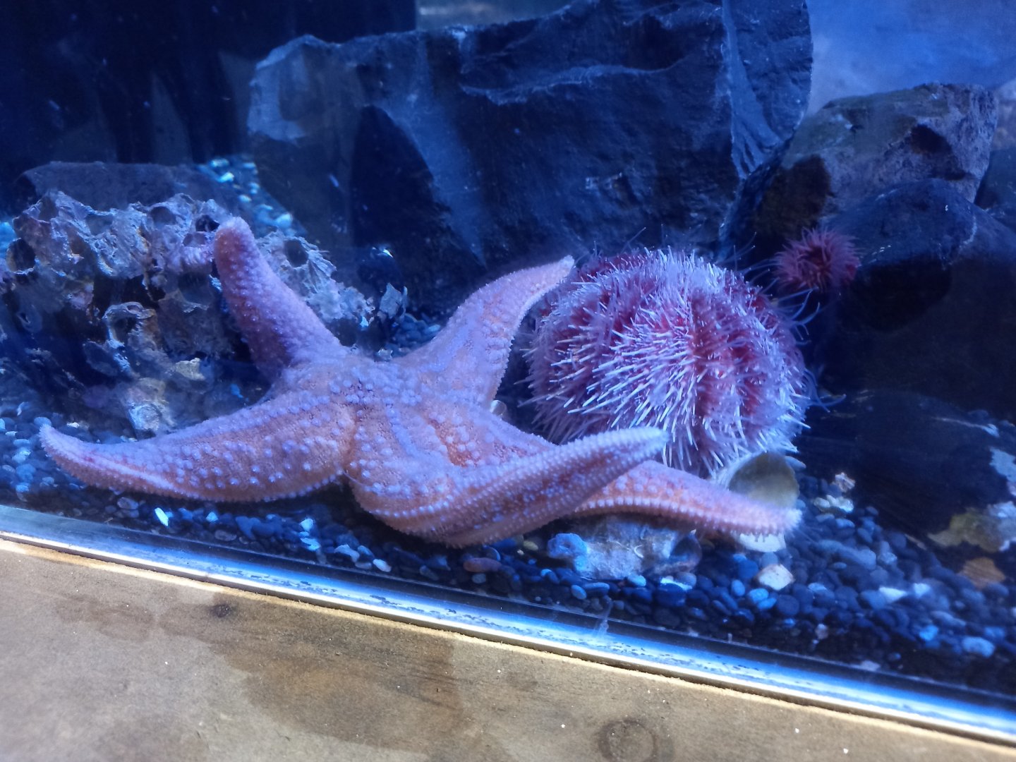 Urchin Species for ID - Sea Life Centre Birmingham
