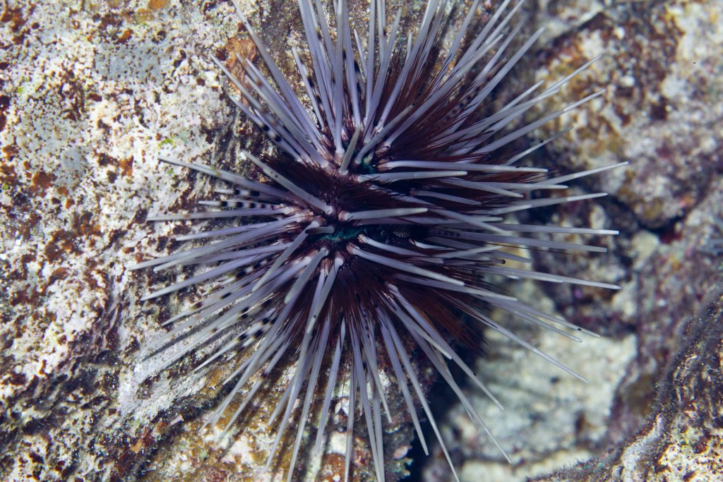 Urchin