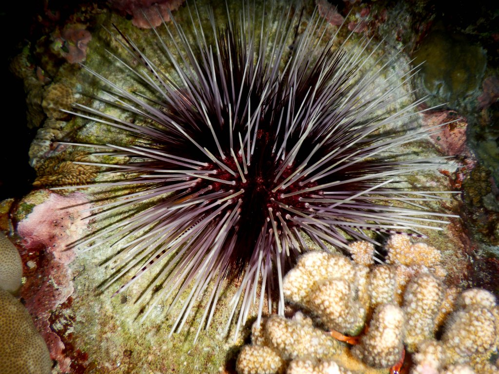 Urchin