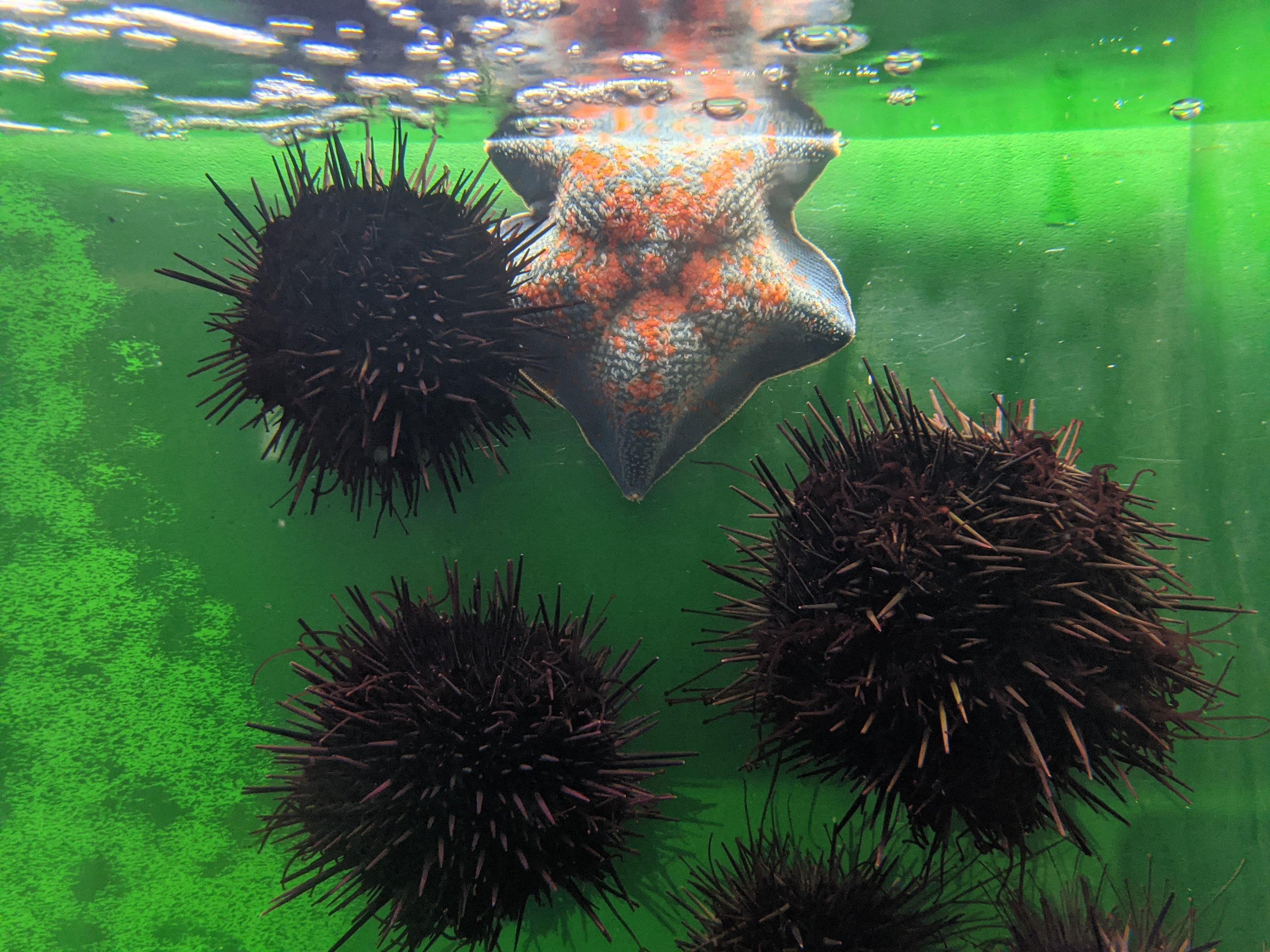 Urchins and starfish, Wakkanai Aquarium