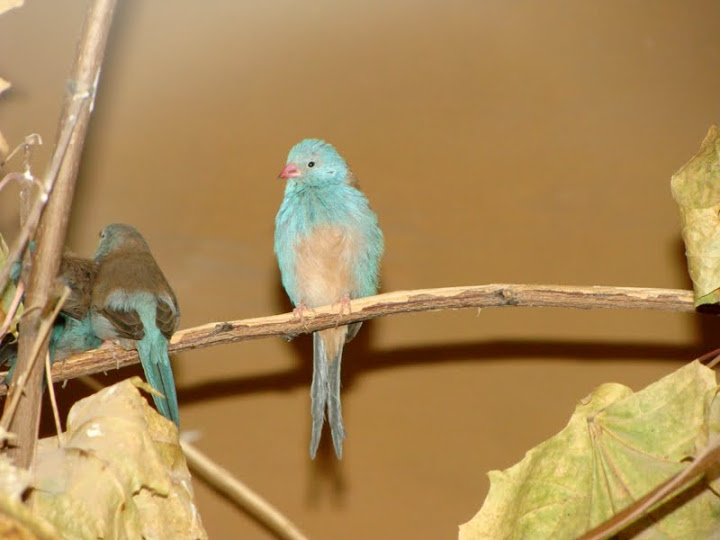 Ureginthus cyanocephala