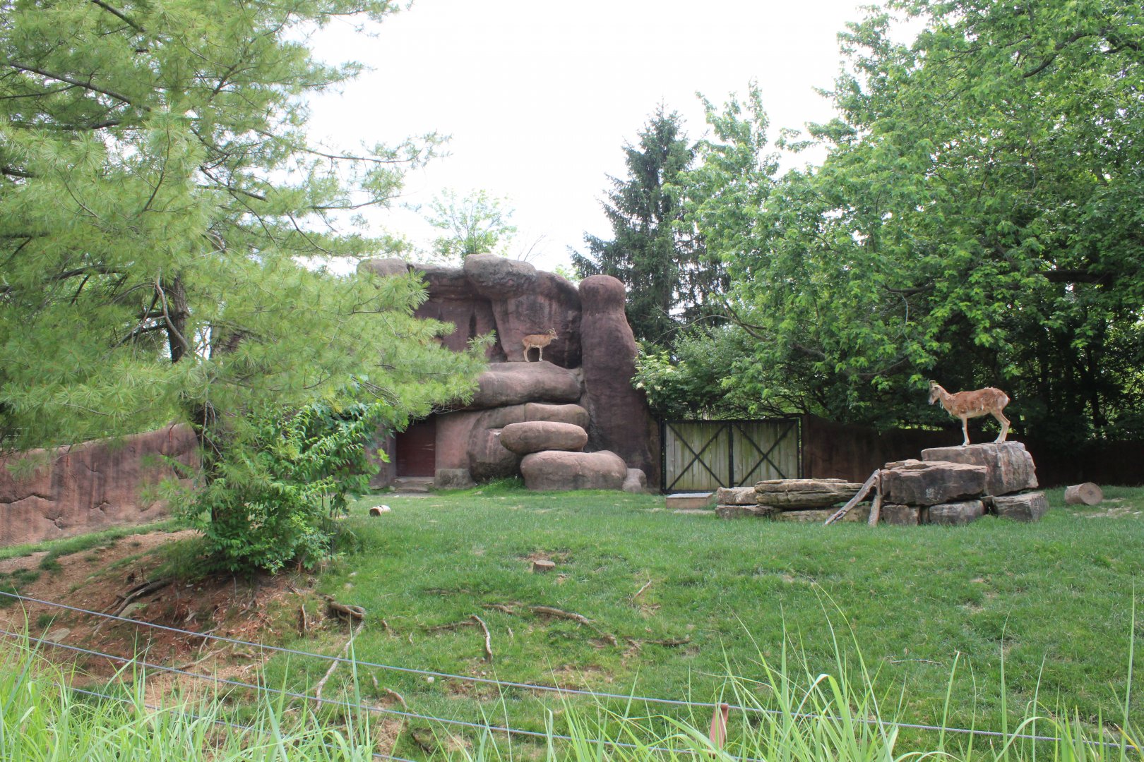 Urial Exhibit - Red Rocks