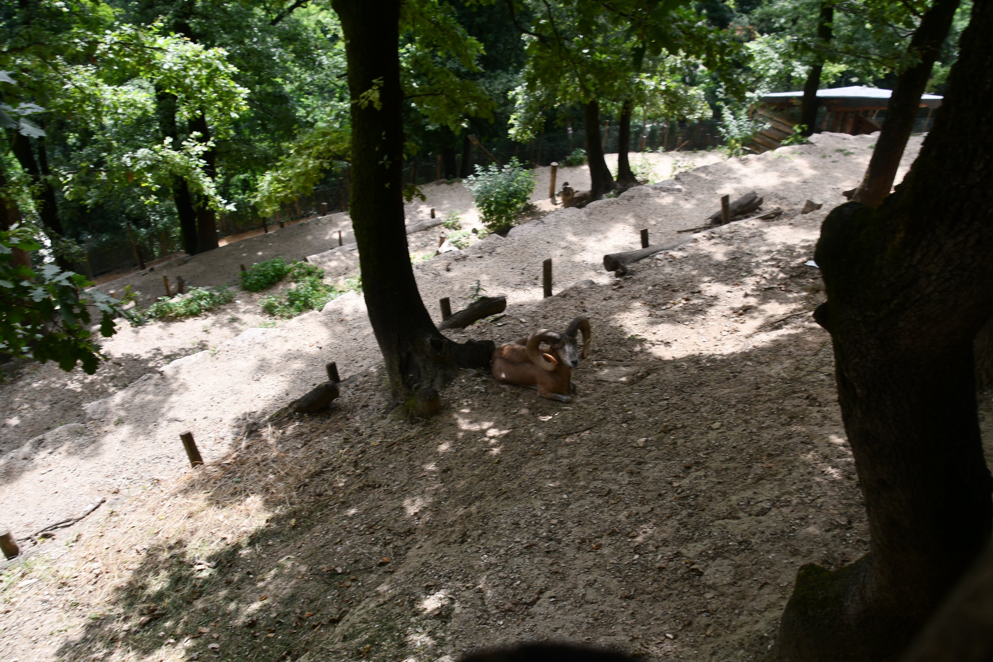 Urial exhibit (view from above)
