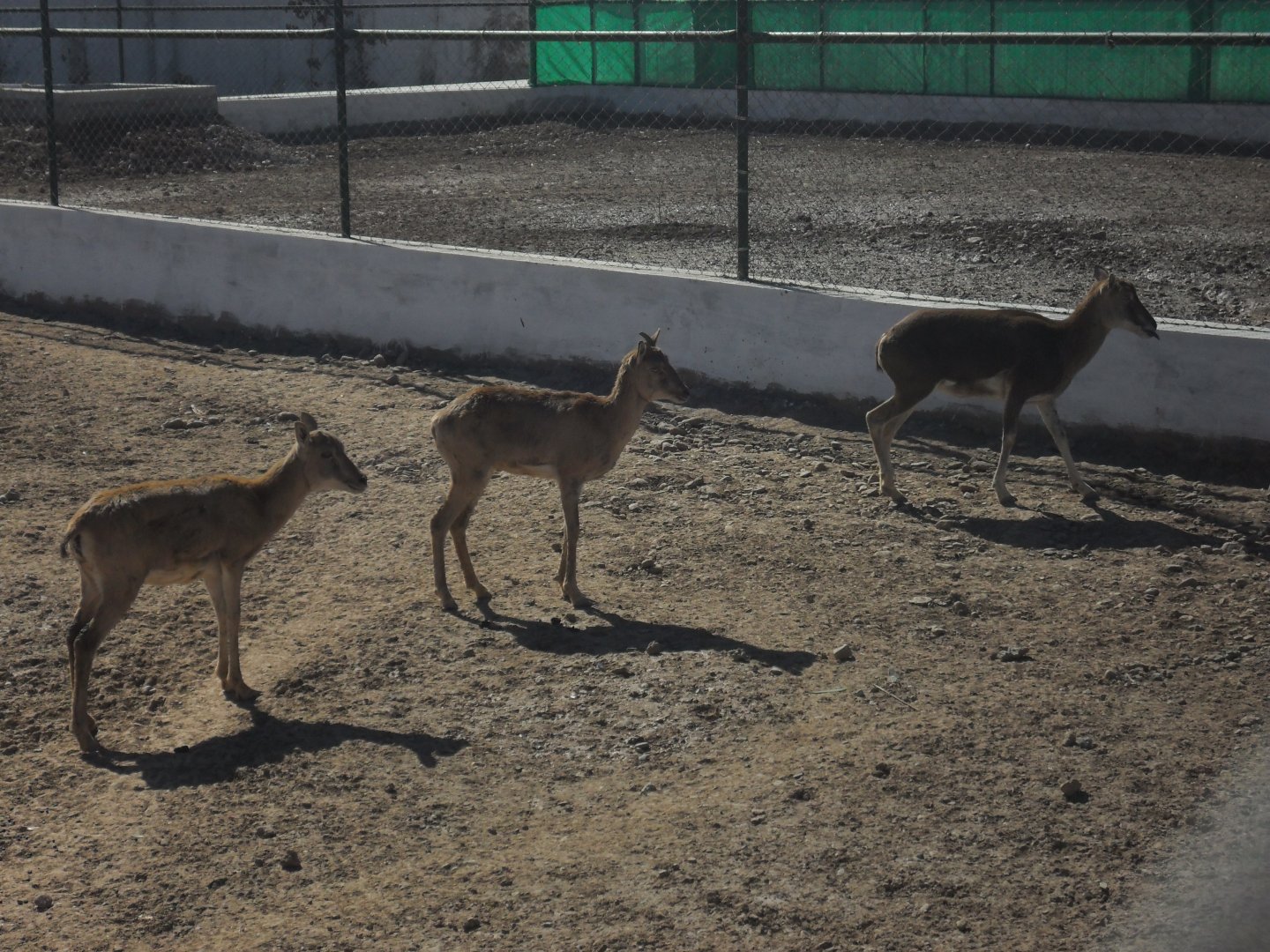 Urial family - Peshawar zoo 17/2/2018