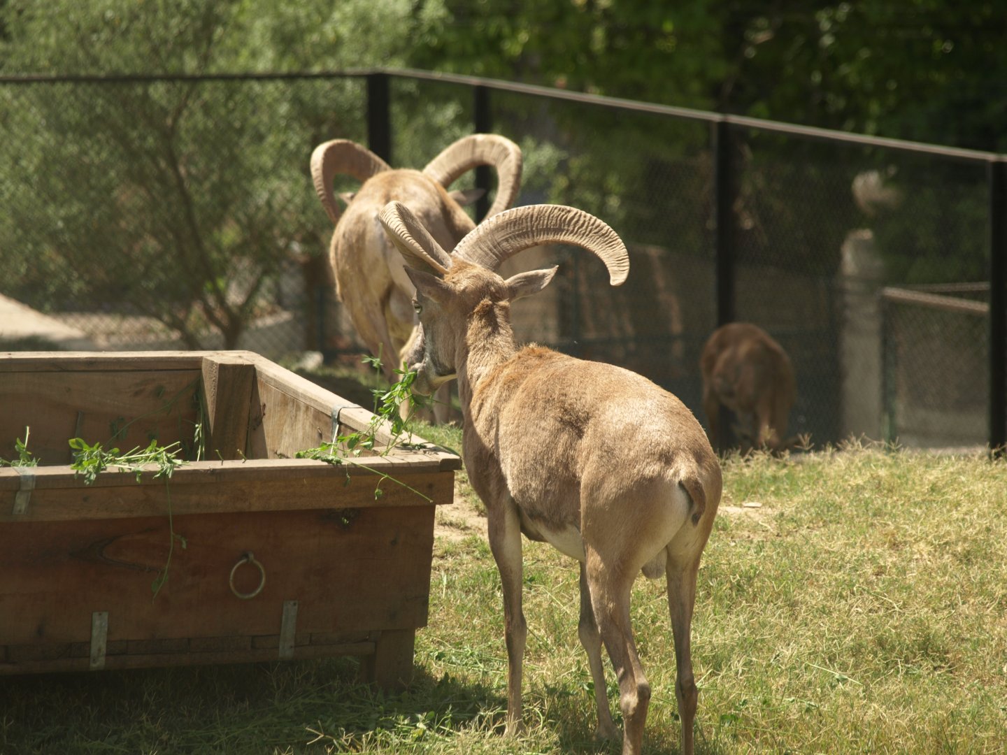 Urial - Lahore zoo 8/4/2017
