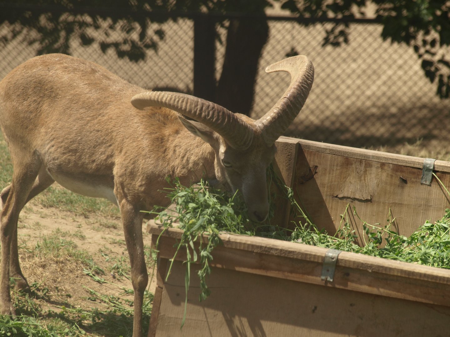 Urial - Lahore zoo 8/4/2017