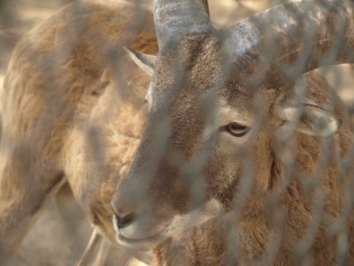 Urial - Lahore zoo 8/4/2017
