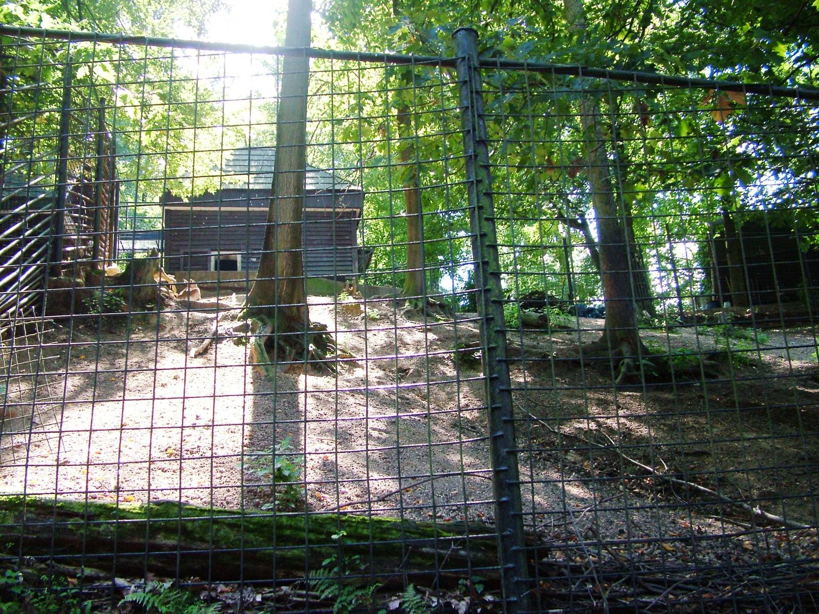 Urial Paddock at Liberec, 28/08/12