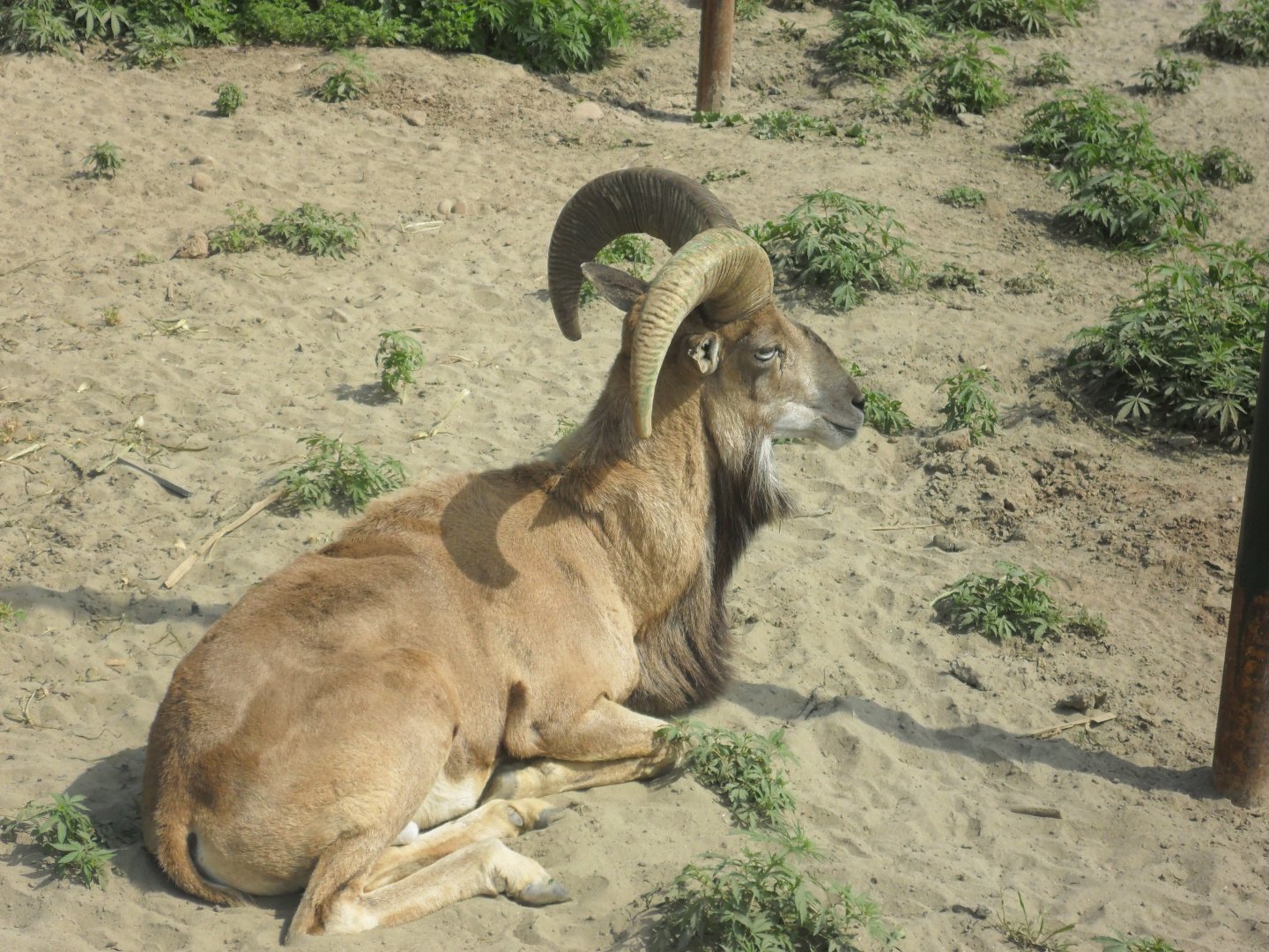 Urial - Peshawar Zoo 11/3/2018