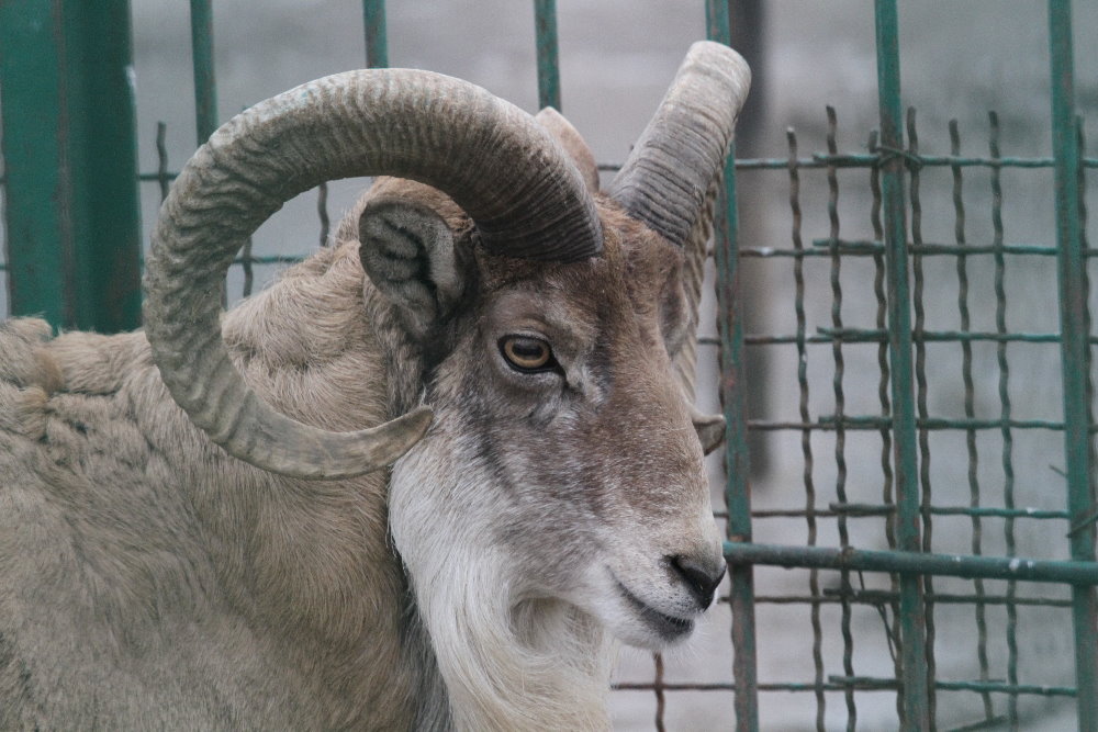 urial sheep(Mashhad zoo)