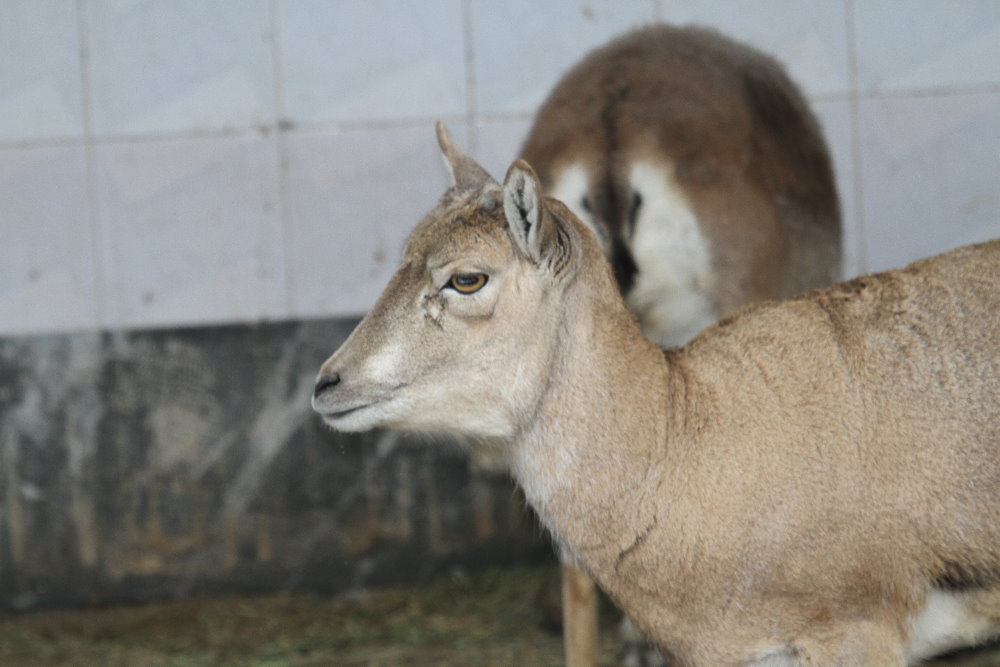 urial sheep(Mashhad zoo)