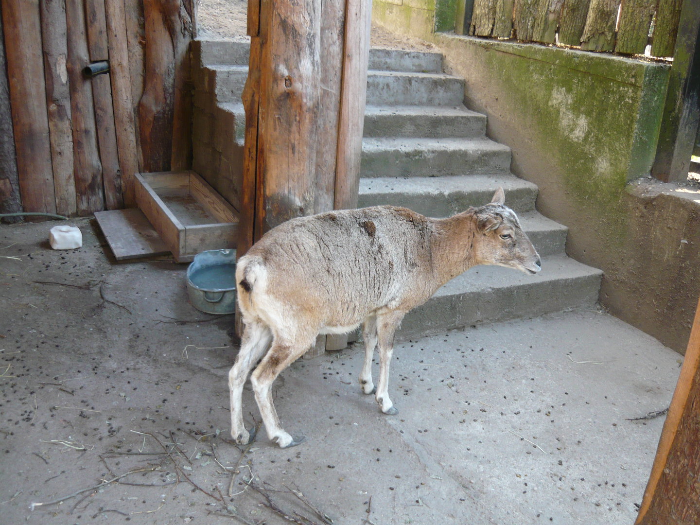 Urial sheep