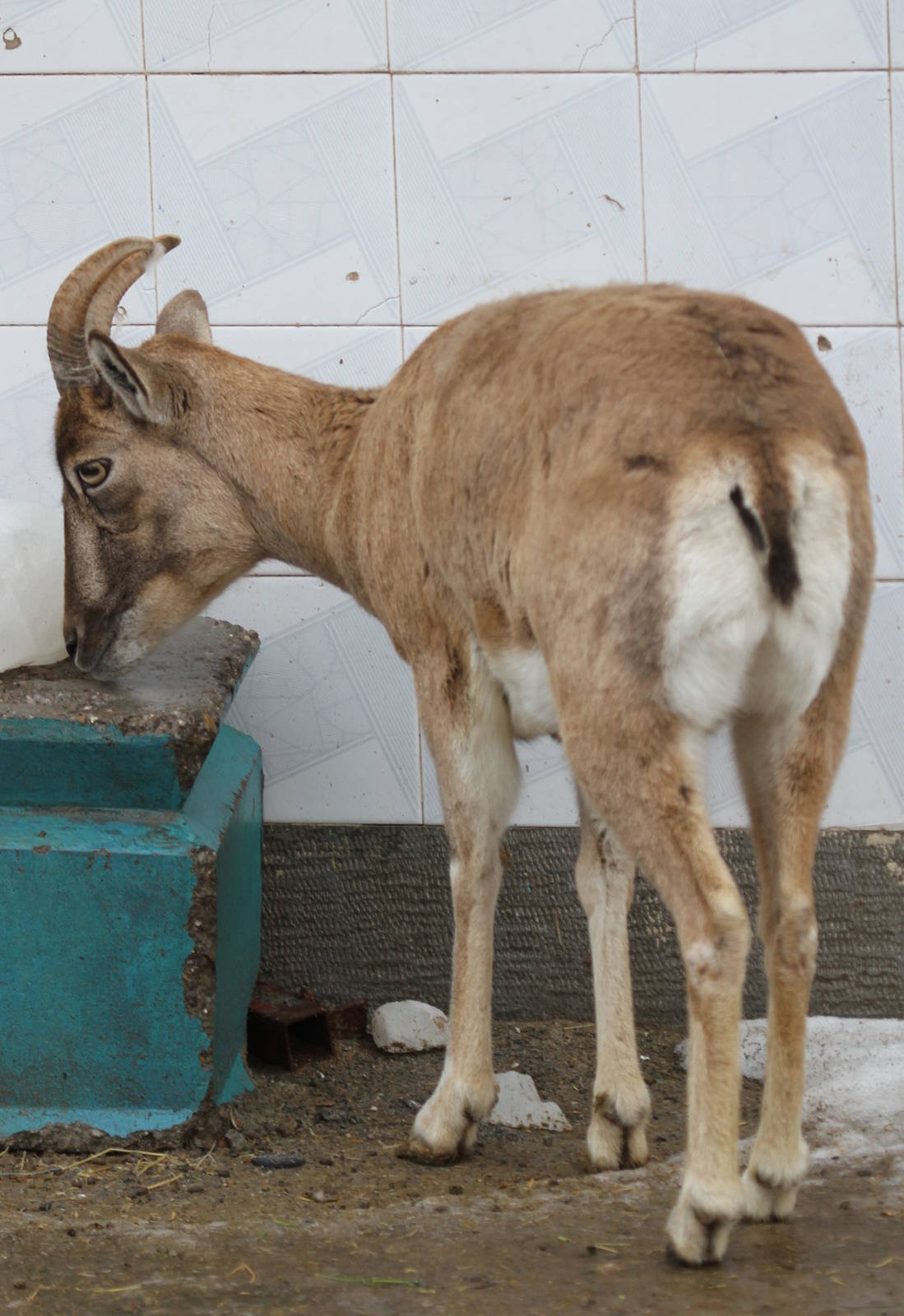 urial sheeps(mashhad zoo)2