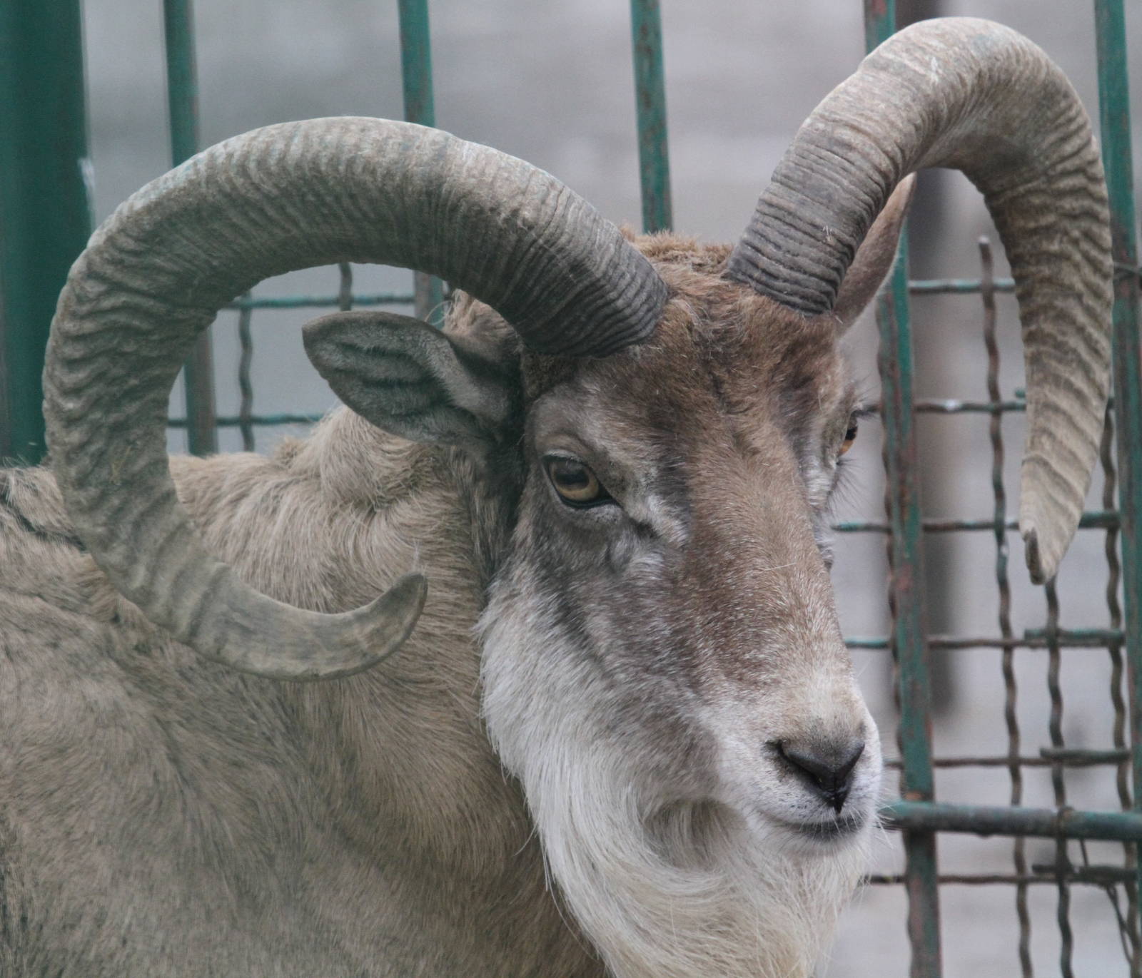 urial sheeps (mashhad zoo)