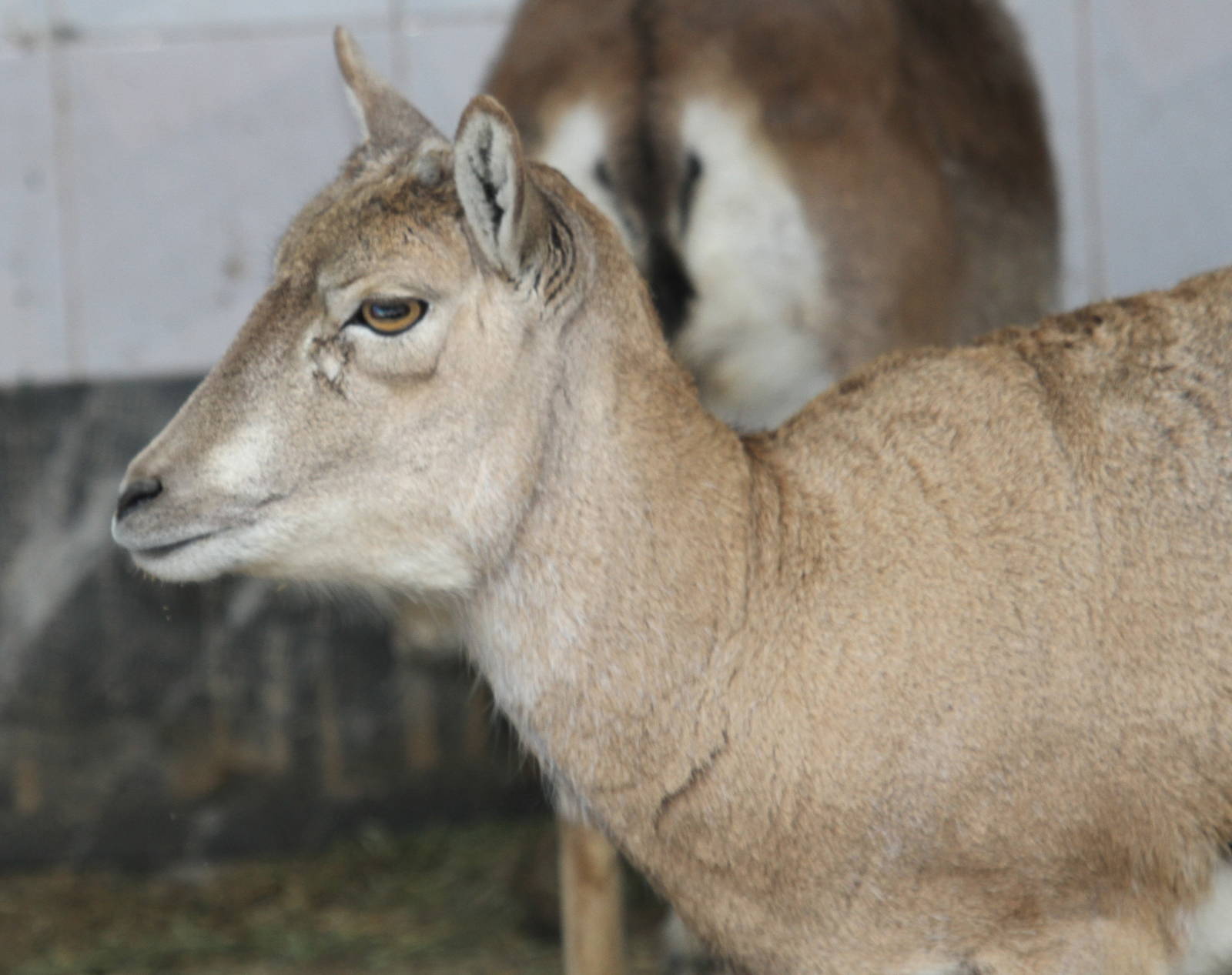 urial sheeps(mashhad zoo)