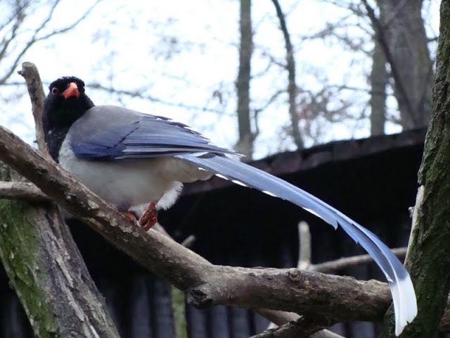 Urocissa erythrorhyncha