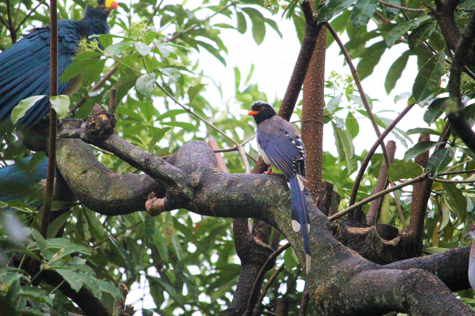 Urocissa & Great Blue