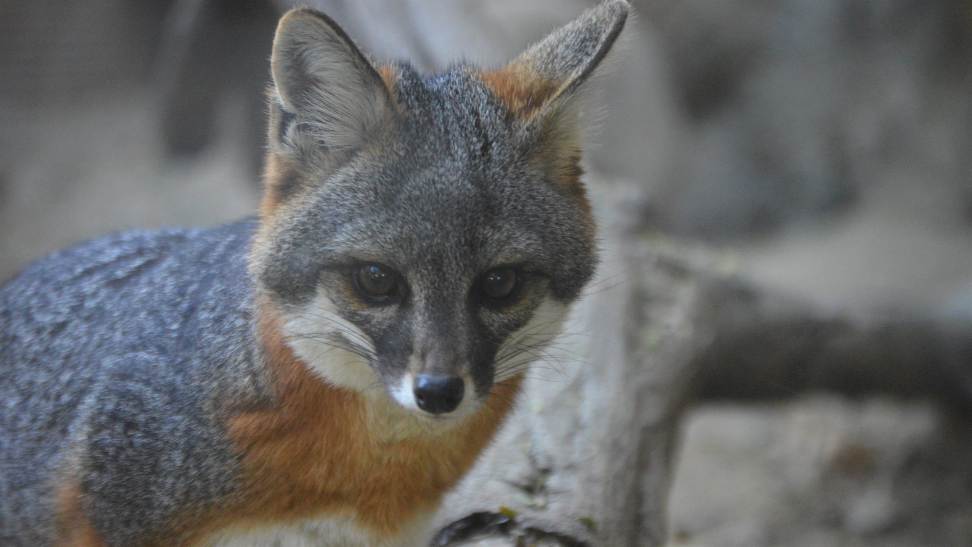 Urocyon littoralis clementae