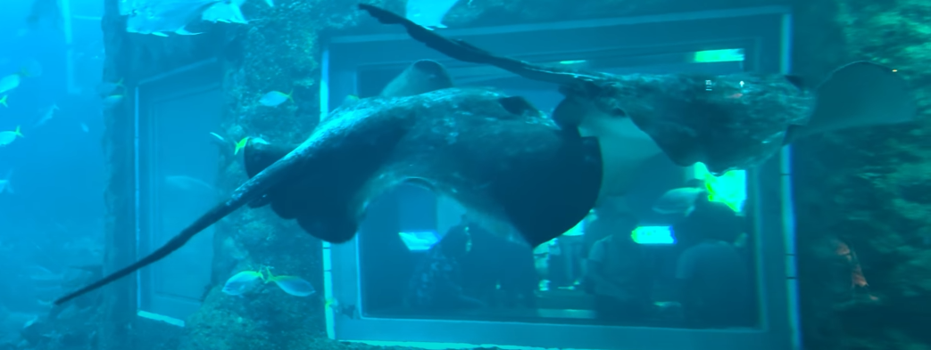 Urogymnus granulatus?