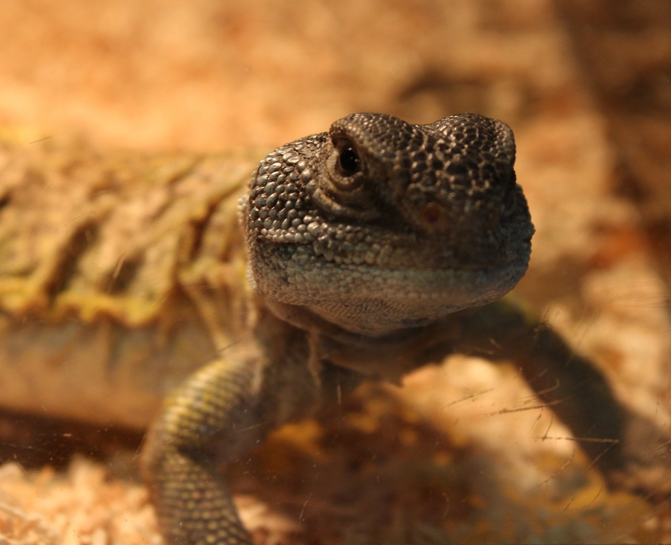 Uromastix nigriventris