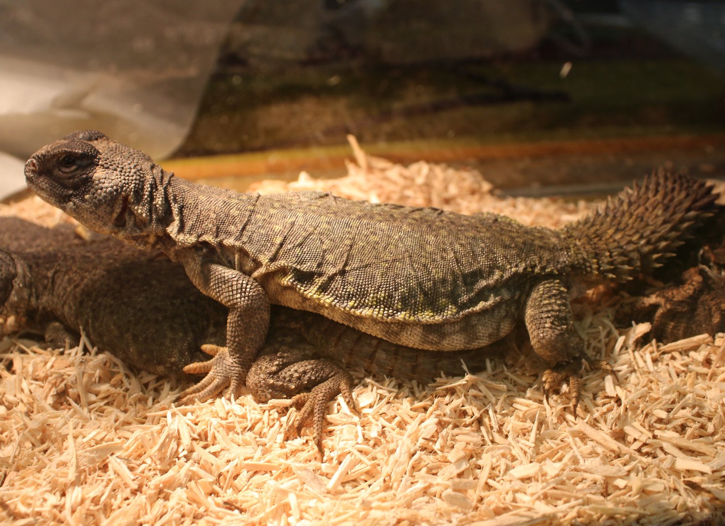 Uromastix nigriventris