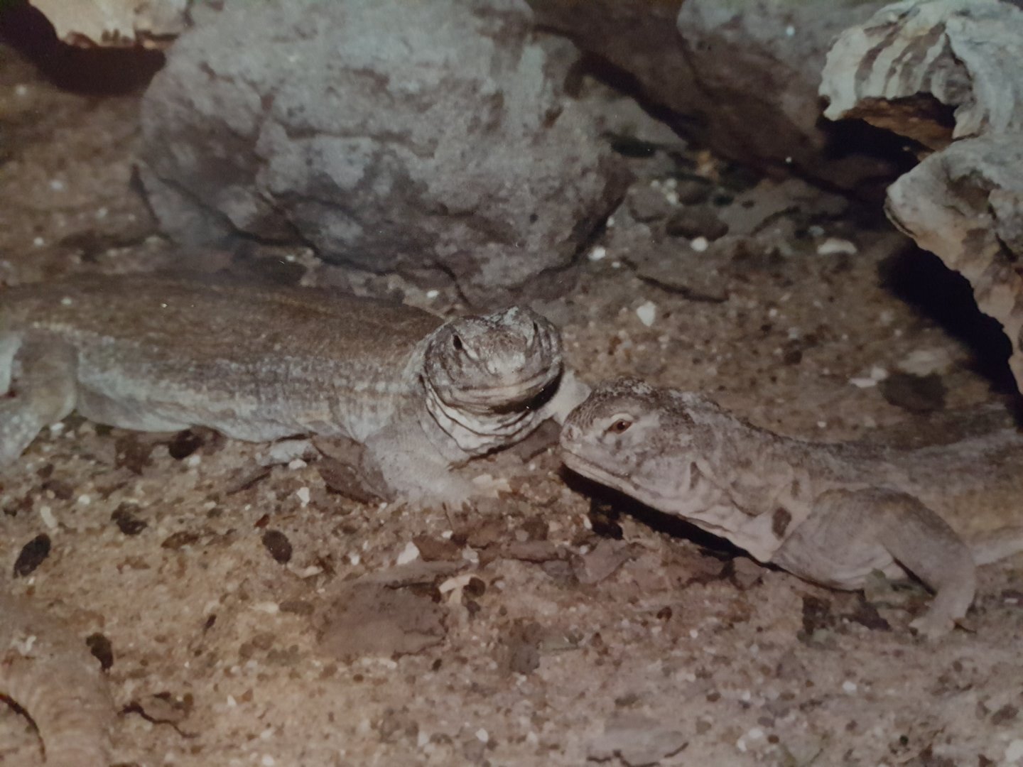 Uromastrix hardwicki