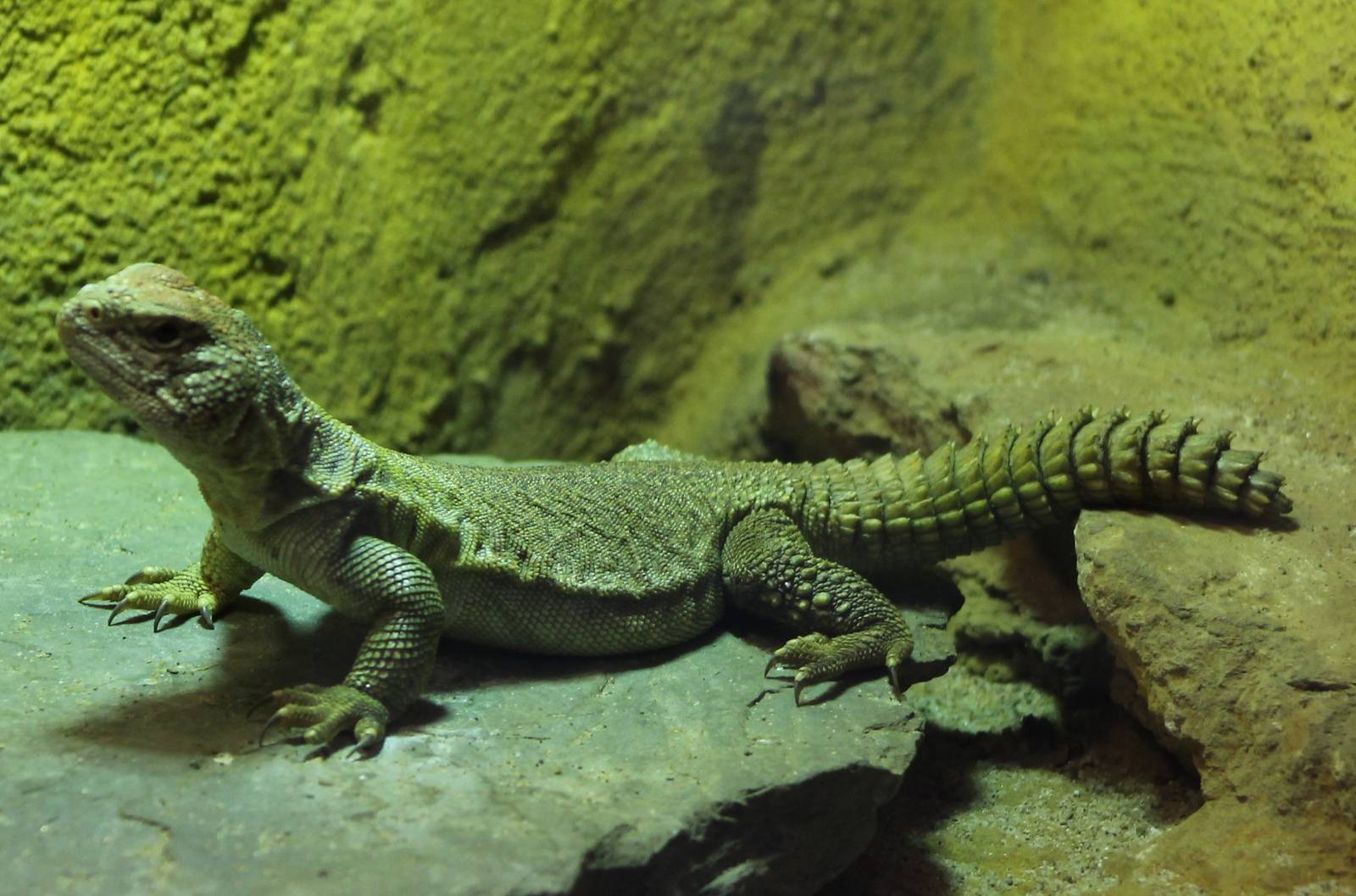 uromastrix species