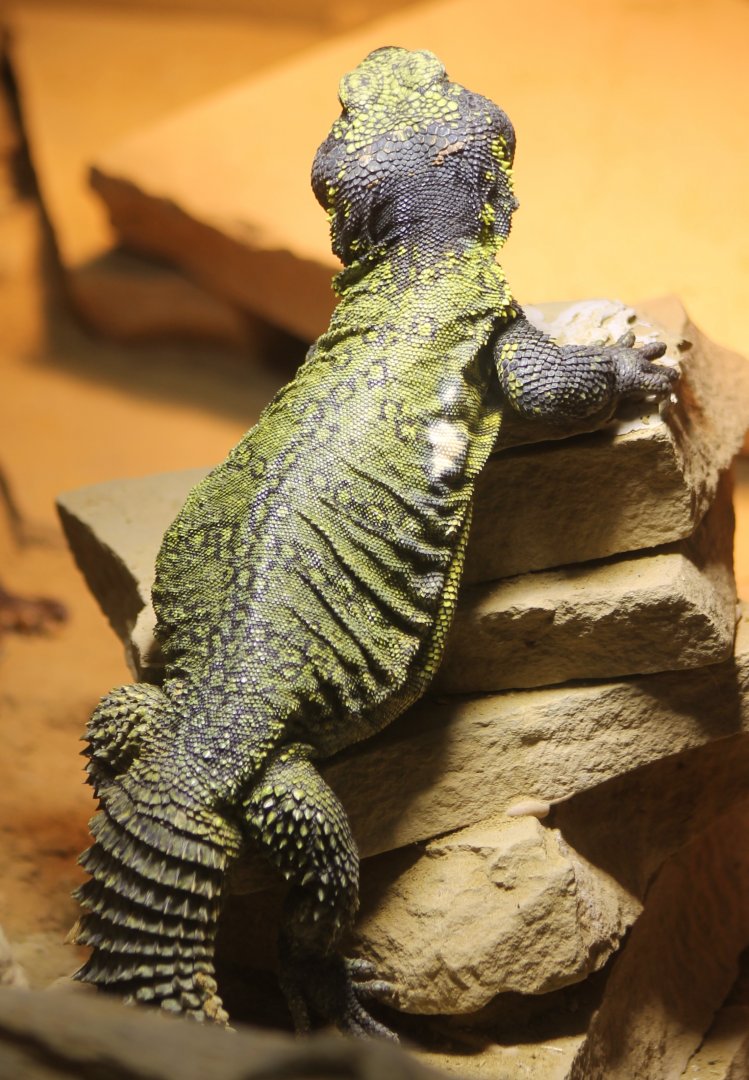 Uromastrix