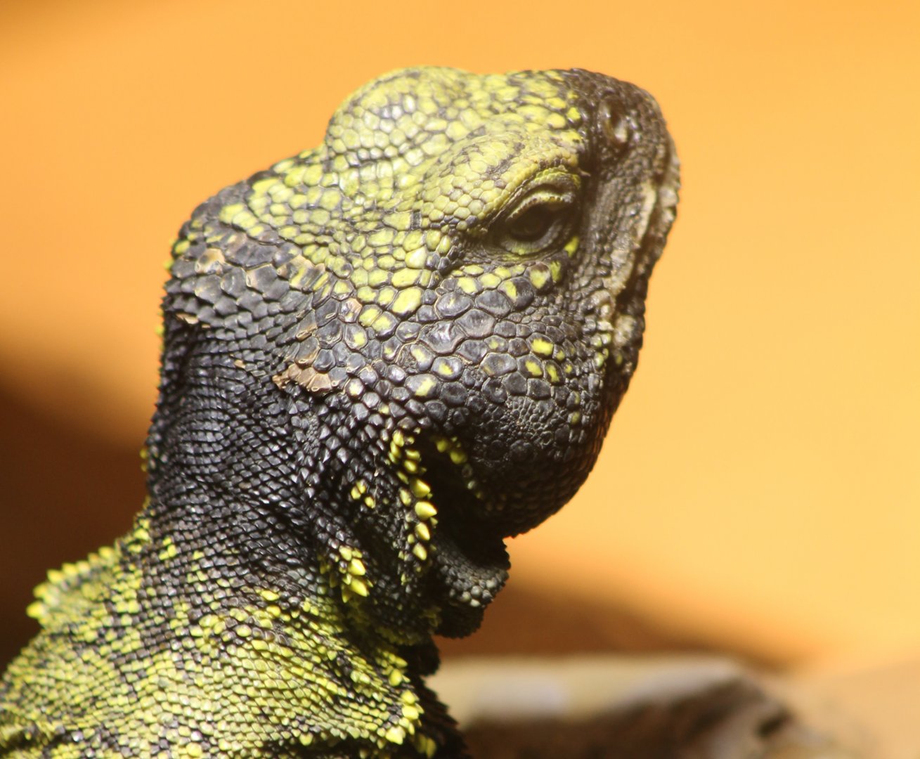 Uromastrix