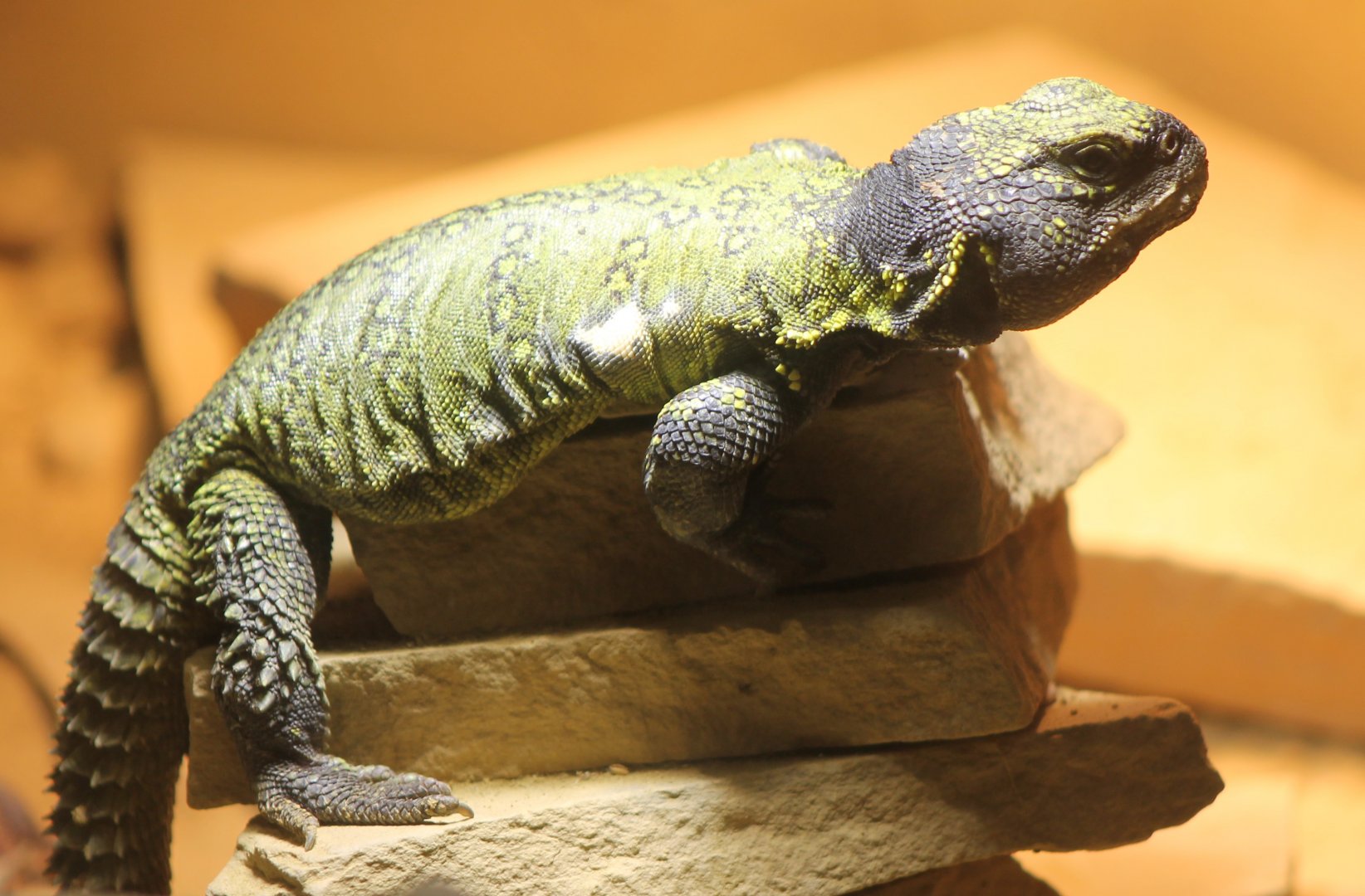 Uromastrix