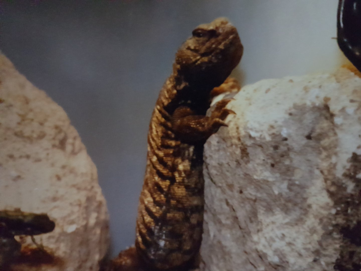 Uromastryx aegyptia or acanthinura