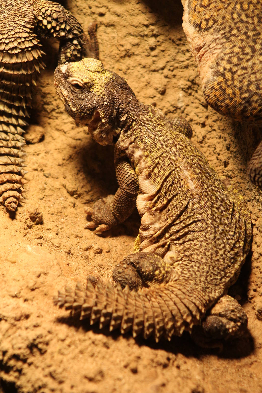Uromastryx aegypticus