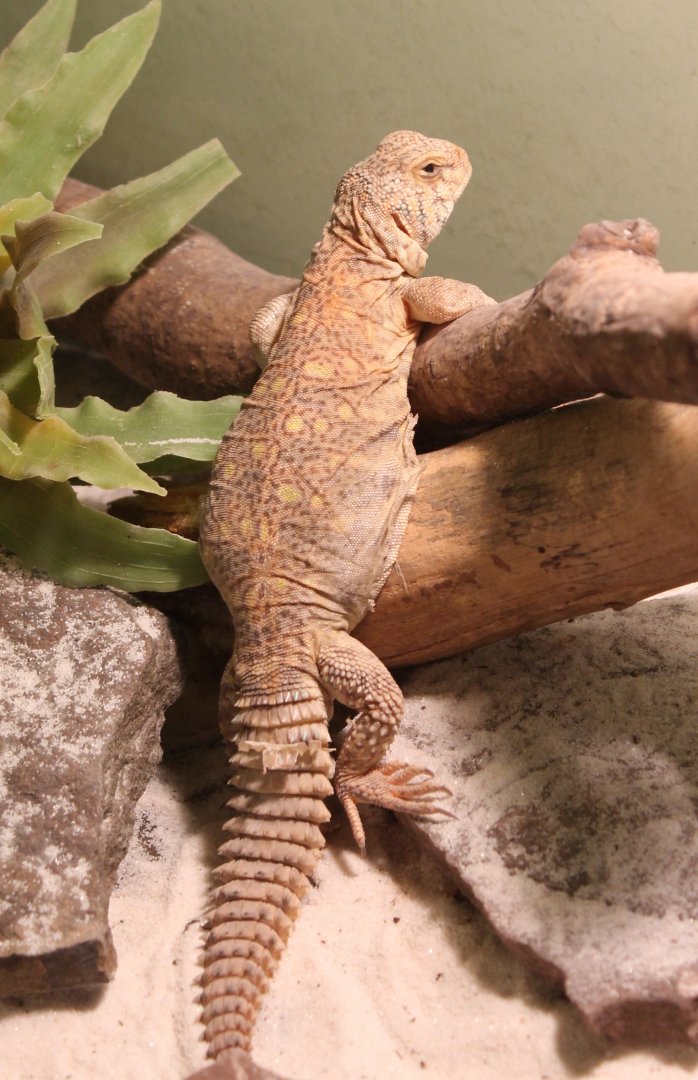 Uromastryx ornata