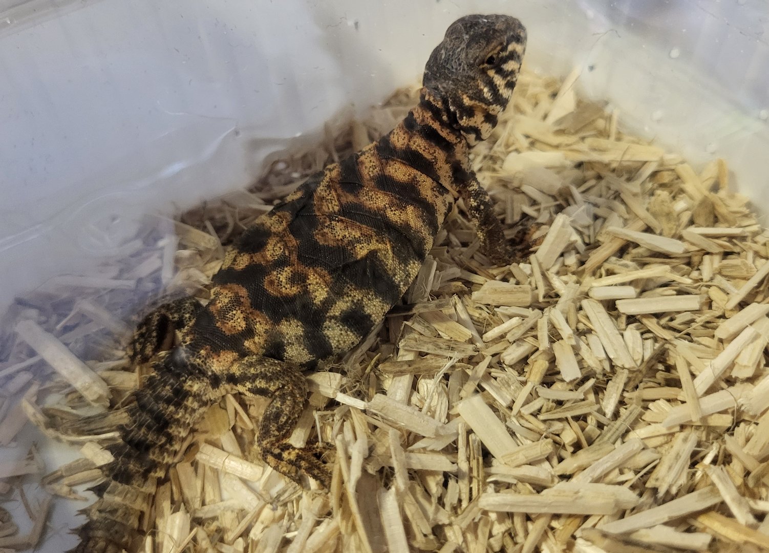 Uromastryx ornata