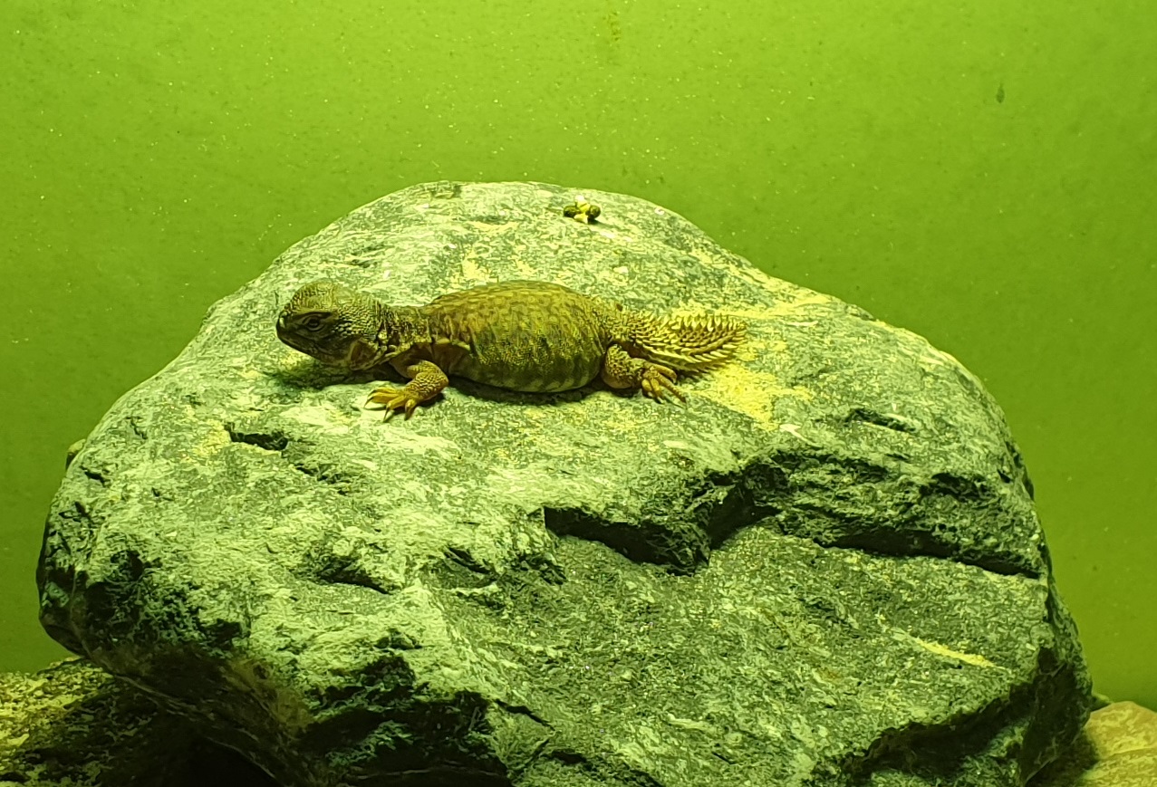 Uromastyx acanthinura - juvenile