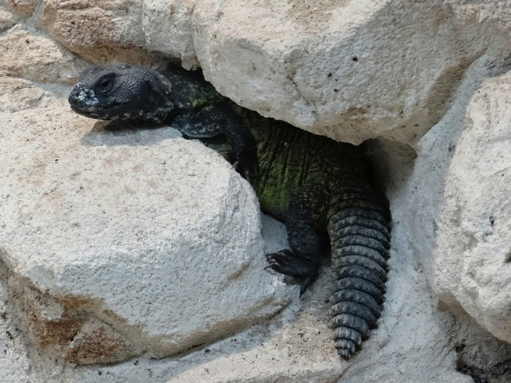 Uromastyx acanthinura
